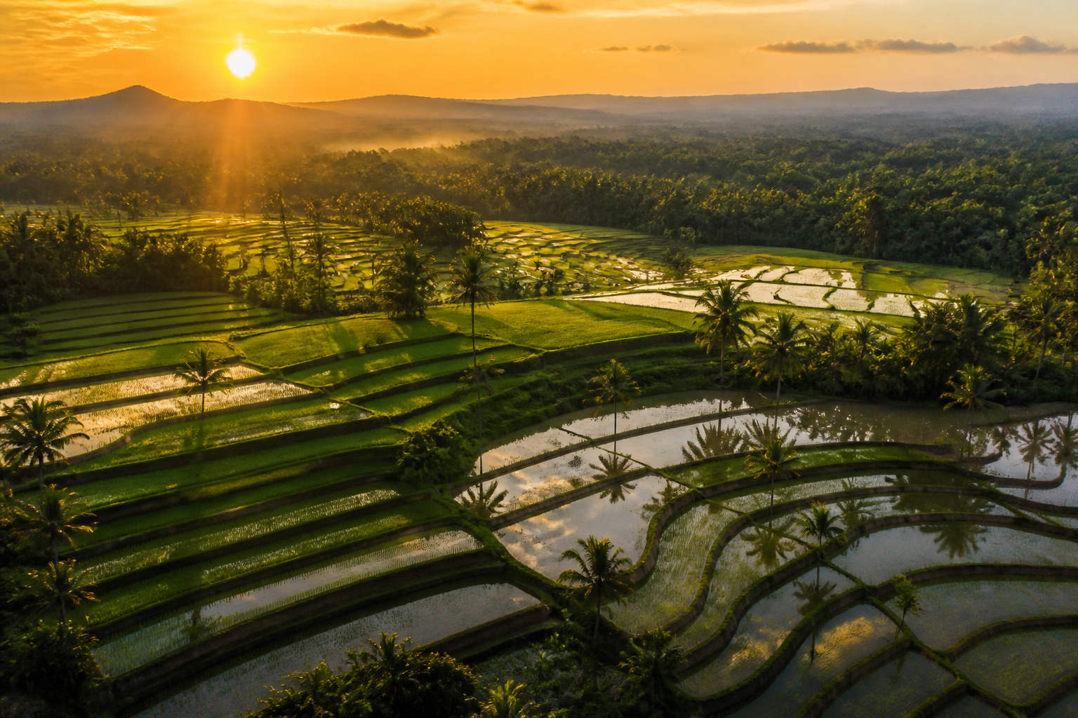 Paddy fields at golden hour near the mill belts